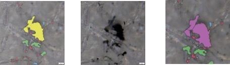 奥林巴斯显微镜