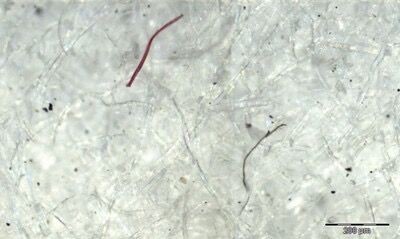 奥林巴斯显微镜