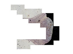 奥林巴斯显微镜