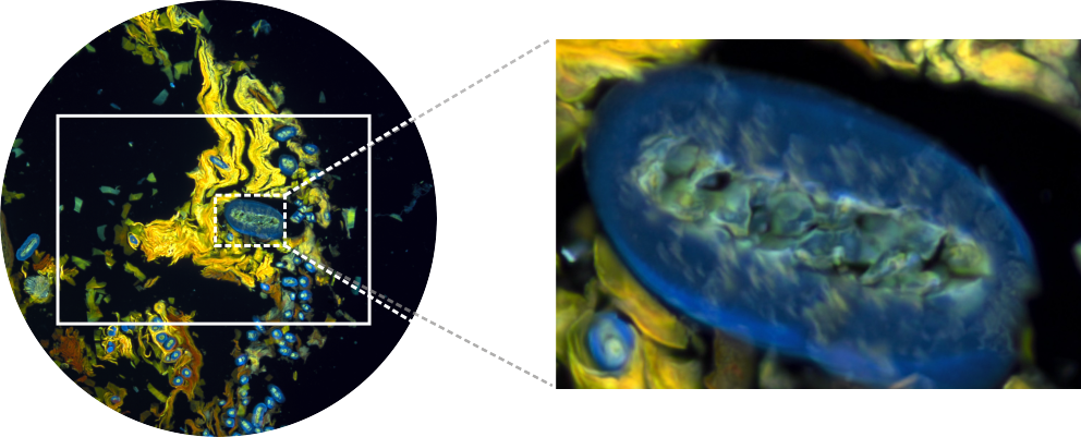 奥林巴斯显微镜