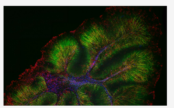奥林巴斯显微镜