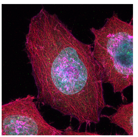 奥林巴斯显微镜