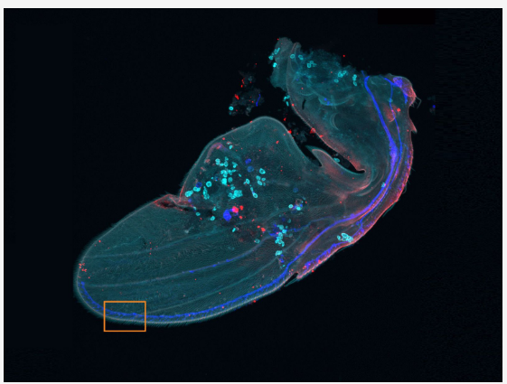 奥林巴斯显微镜