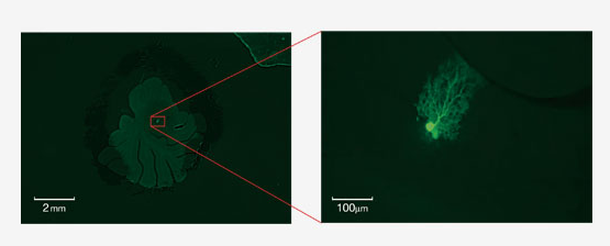 奥林巴斯显微镜