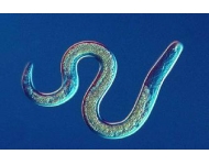 线虫显微成像--从宏观到微观