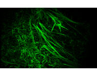 荧光应用-显微图像效果
