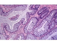 生物应用-显微图像效果